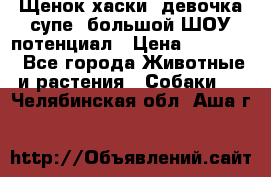 Щенок хаски, девочка супе, большой ШОУ потенциал › Цена ­ 50 000 - Все города Животные и растения » Собаки   . Челябинская обл.,Аша г.